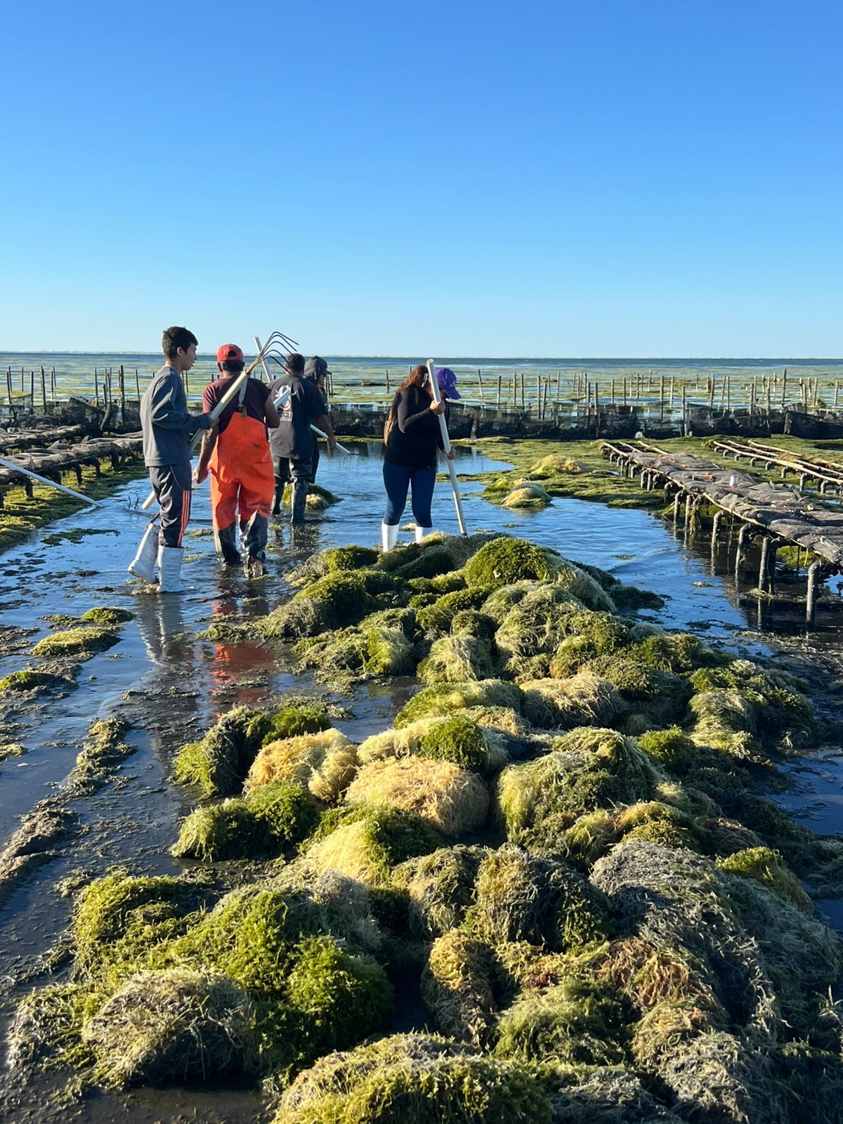 Trabajo en campo en zonas con acumulación de macroalga