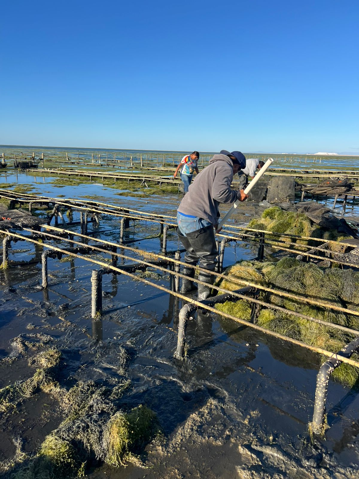 Trabajo sobre estructuras con macroalga acumulada