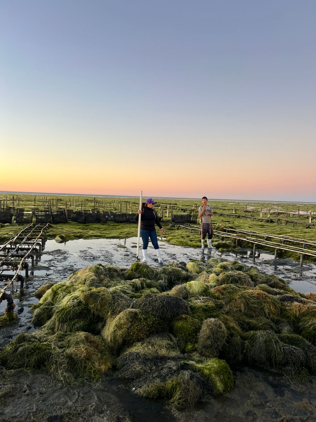 Trabajo de extracción en campo 3