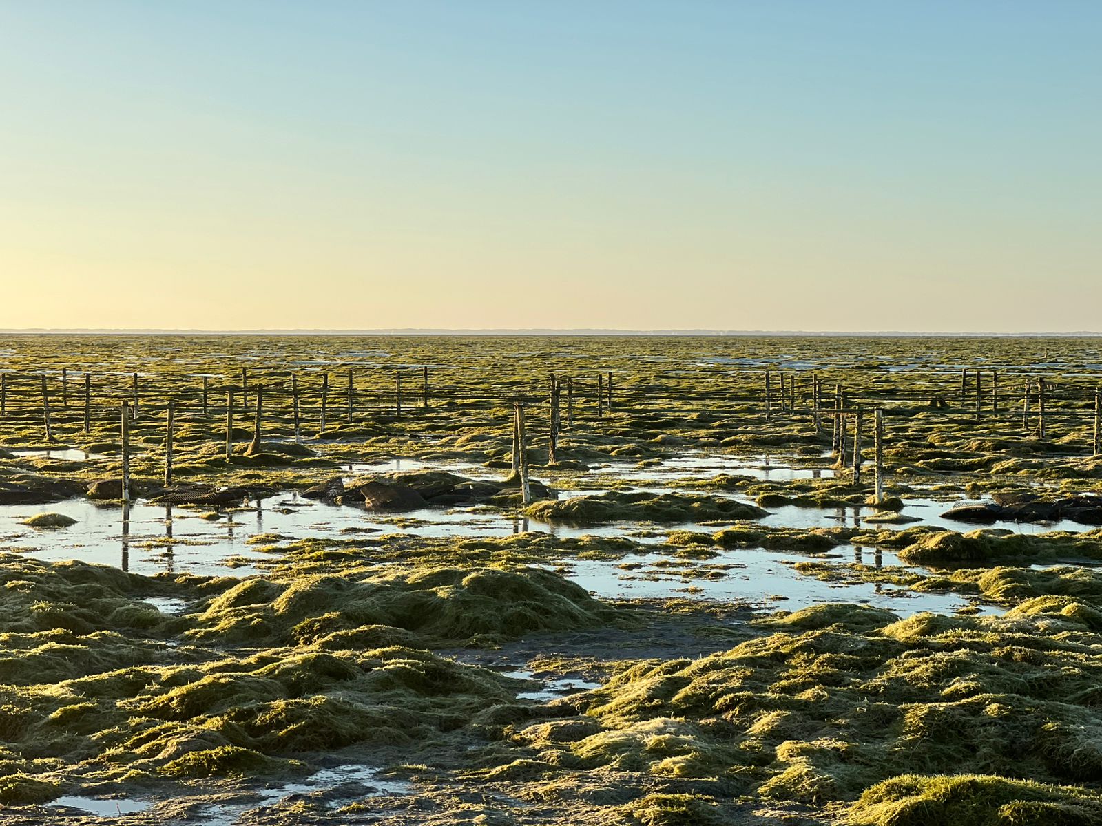 Paisaje con acumulación de macroalga