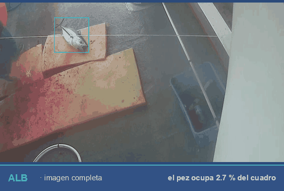 Detección automática de peces en imágenes de cubierta