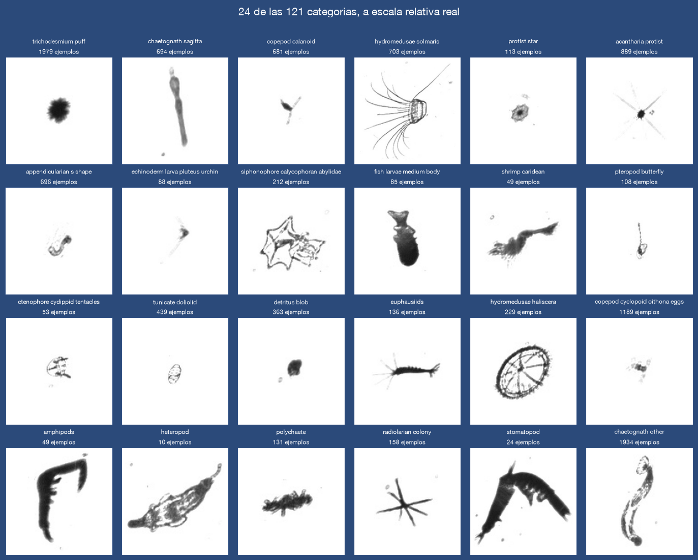 Mosaico de tipos de plancton identificados automáticamente
