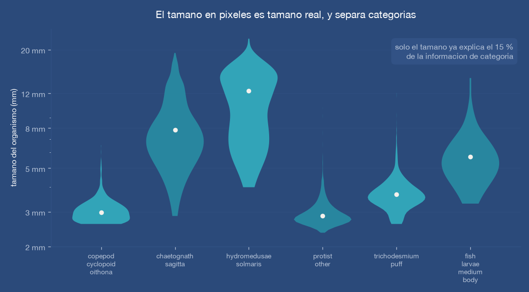 Gráfico de distribución de tamaños por categoría: los copépodos miden 3 mm y las medusas 12 mm